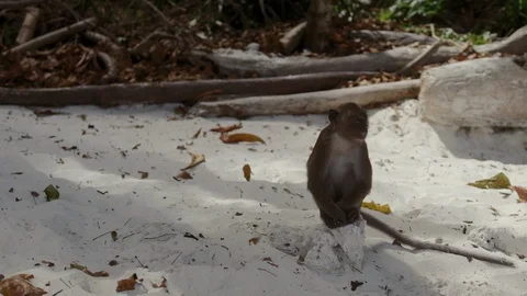 Monkey on tropical island beach Video stock 104575969