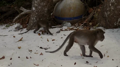 Monkey on tropical island beach Video stock 104576518