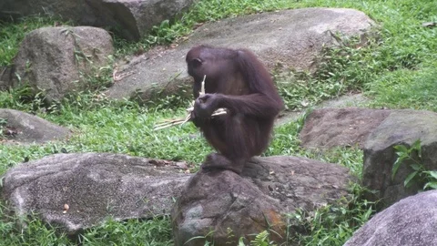 Monkey in tropical jungle Stockbeeldmateriaal 74166252