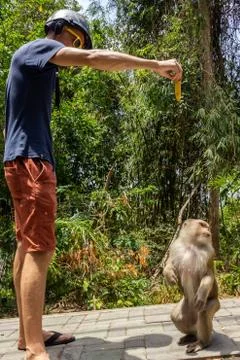 Monkey try to get a banana Stock Photos
