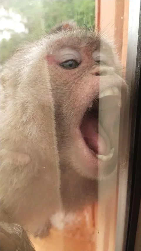 Monkey trying to bite across glass Video stock 154868345