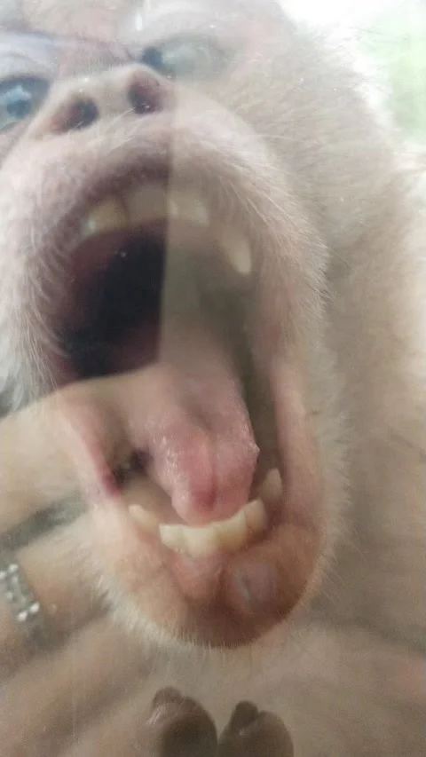 Monkey trying bite glass Video stock 154868339