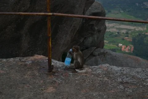 A monkey trying to drink water from a plastic water bottle discarded by someone. Stock Photos