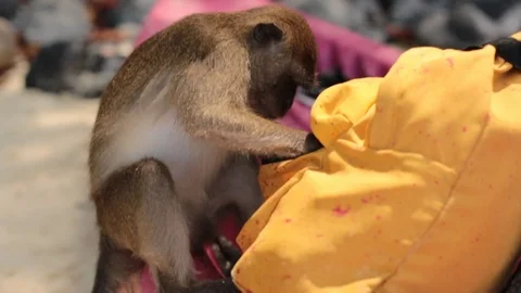 A monkey  is trying to open backpack and steal something from it Stock Footage 101394246