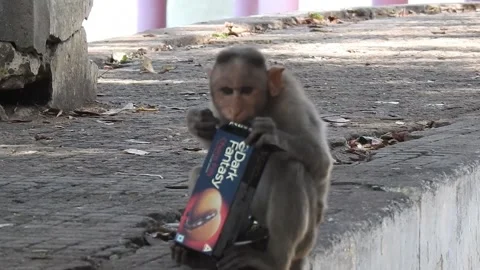 Monkey trying to open biscuit pack Stock Footage 230248359