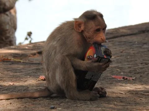 Monkey trying to open biscuit pack Foto stock