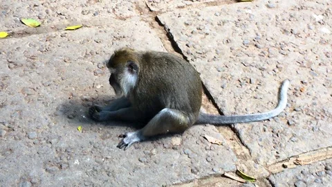 Monkey trying to open a fruit at Monkey Forest Ubud, Bali Island, Indonesia Stock Footage 121927734
