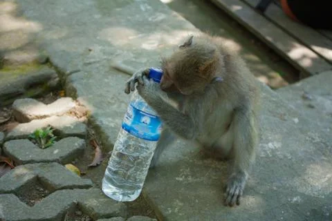 Monkey trying to open a plastic bottle Stock Photos