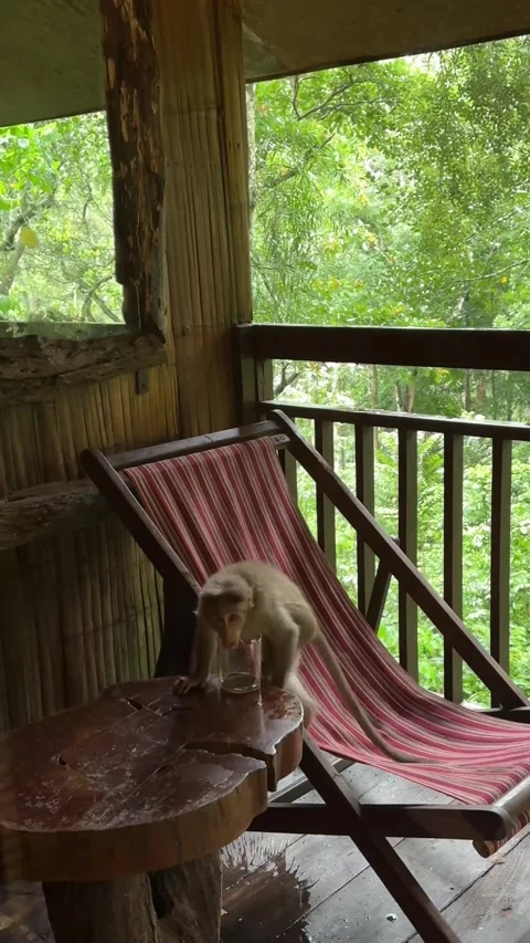 A monkey trying to put hand and drink water from a glass kept in the balcon.. Stock Footage 338166474