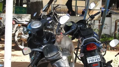 Monkey trying to steal packet from motorcycle Stock Footage 230248275