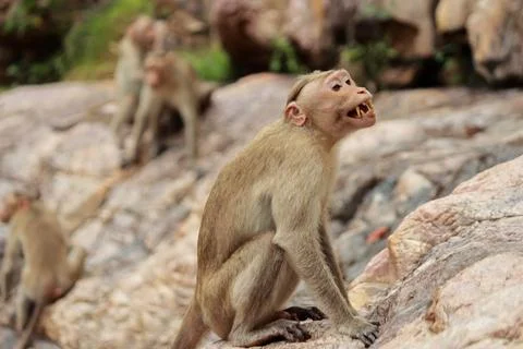 Monkey trying to warn his mates around it Stock Photos