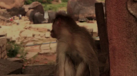 A monkey turns away and goes, Slow motion. Stock Footage 37932774