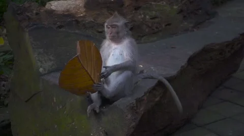 Monkey Twists in the Paws a Large Withered Leaf Fallen from a Tree. Slow Motion Stock Footage 67252924