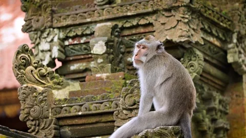Monkey in Ubud Bali Indonesia Stock-Footage 299774065