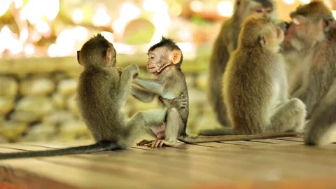 Monkey in Ubud Bali Indonesia Stock Footage 302113111