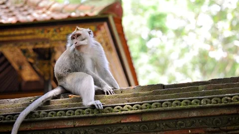 Monkey in Ubud Bali Indonesia Video stock 311275836