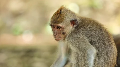Monkey in Ubud Bali Indonesia Video stock 333202986