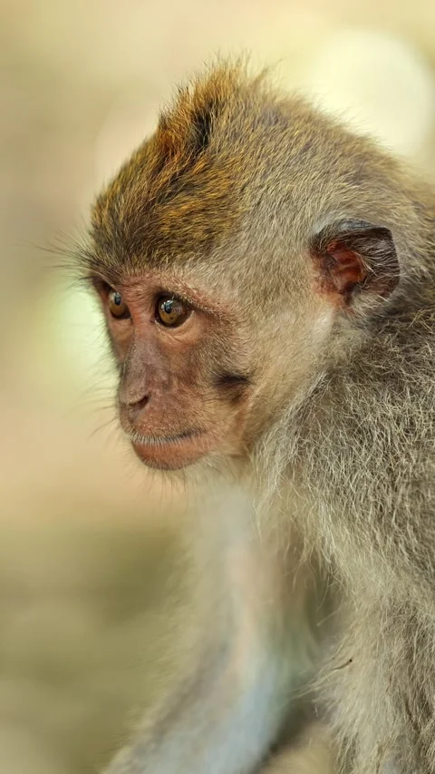 Monkey in Ubud Bali Indonesia. Vertical Video. Stockbeeldmateriaal 311275776