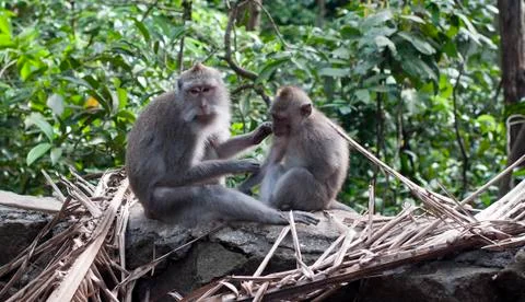Monkey ubud 写真素材
