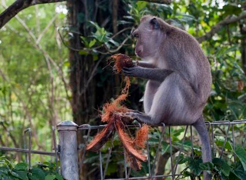 Monkey in ubud Stock Photos