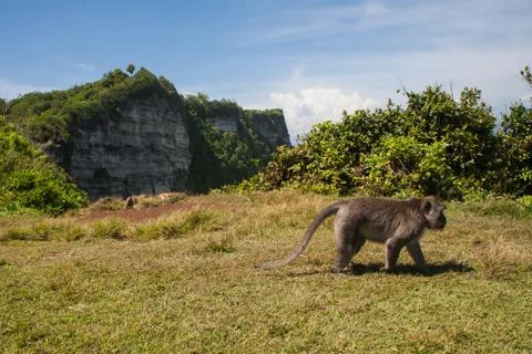 Monkey in Uluwatu on the edge Stock Photos