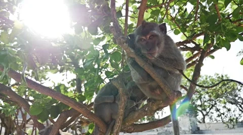 Monkey Uluwatu slow motion Stock Footage 57320324