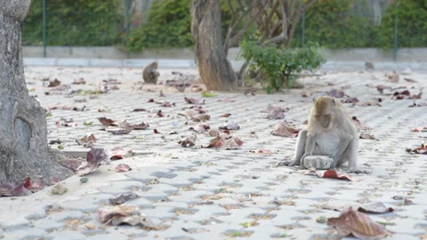 Monkey uses a cobblestone to break a nut Stock Footage 88194809