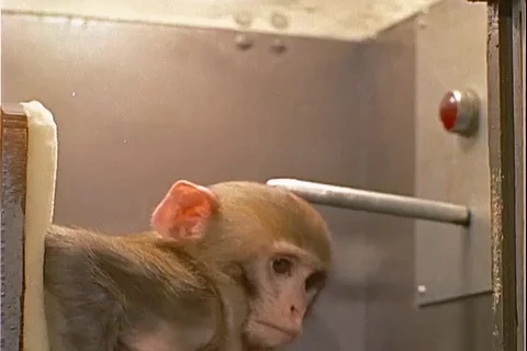 Monkey uses lever to avoid electrical shock in training box - 1959 Stock Footage 104652597