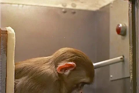 Monkey uses lever to avoid electrical shock in training box - 1959 Stock Footage 104652624