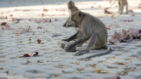 Monkey uses a stone as a tool Vídeos de archivo 88194024