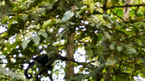 Monkey using arms and legs to steadily climb in light broadleaf tree Stock Footage 123620368