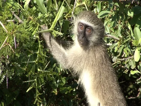 Monkey Vervet Eating Stock Footage 77232586