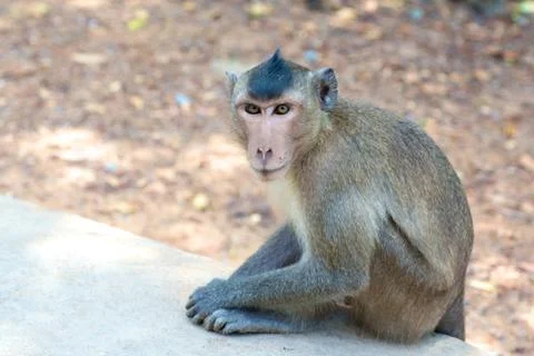Monkey in vietnam Foto stock