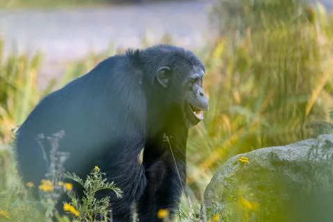 Monkey waking between tree branches and plant bushes and flowers. Stock Photos