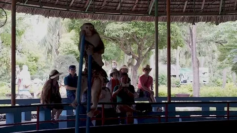 Monkey walk on stilts in Circus at Hon Lao Island, or Monkey Island Stock Footage 122285613