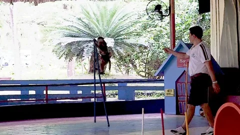 Monkey walk on stilts in Circus at Hon Lao Island, or Monkey Island Stock Footage 122285621
