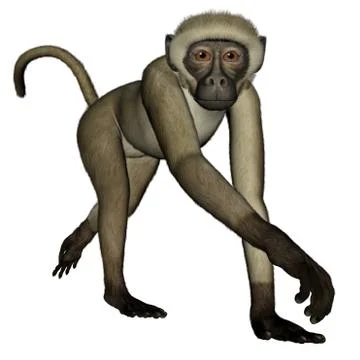 Monkey walking - 3D render Stock Illustration