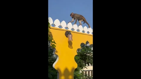 Monkey walking across colourful rooftops in India Stock Footage 290422453