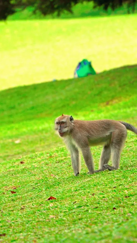 Monkey walking across green park lawn Vídeo Stock 333500005