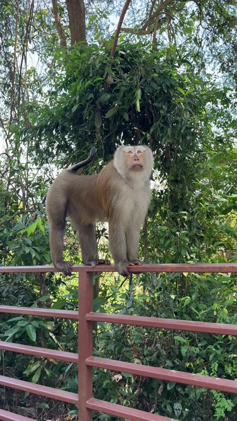 Monkey walking across the handrail of a park Stock Footage 303293401