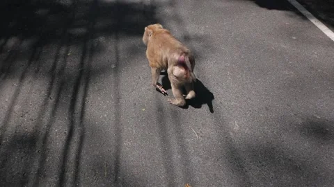 The monkey is walking along the asphalt road. Wildlife in the city. Stone jungle Stock Footage 136487118