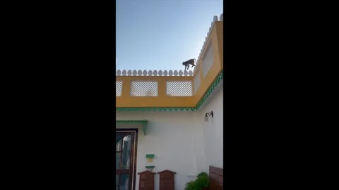Monkey walking along rooftops in Agra, India Stock Footage 290422352