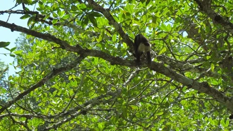 Monkey walking along a tree branch in a lush green forest. Stock Footage 323065835