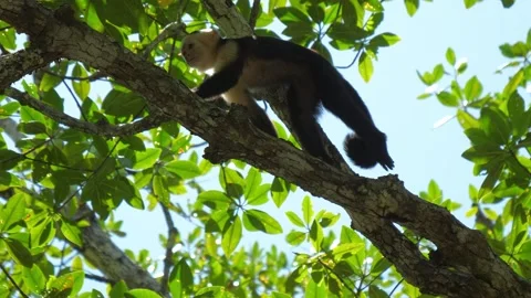 Monkey walking along a tree branch in a lush green forest. Stock Footage 323067205