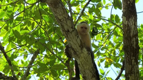 Monkey walking along a tree branch in a lush green forest. Stock Footage 323068341