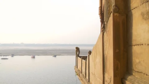 Monkey walking along a wall near the Ganges Stock Footage 92473724
