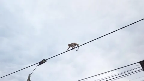 Monkey walking and jumping on electrical wires in Puerto Misahualli, Ecuador 스톡 동영상 311204465