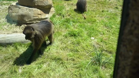 Monkey Walking and Looking for Food in Grass Stock Footage 96039552