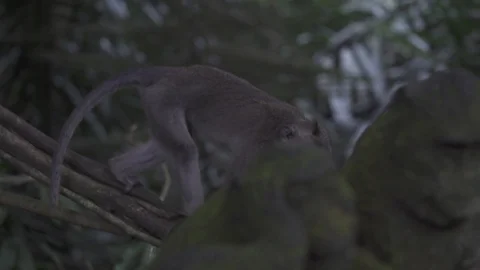 Monkey Walking in Bali Stock Footage 106152511