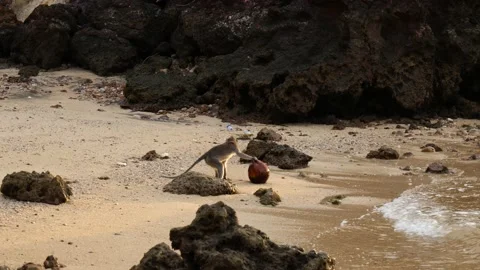 MONKEY WALKING ON BEACH Stock Footage 221304176